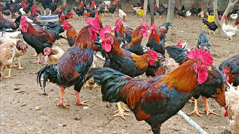 Giới thiệu về giống gà mía sơn tây Giới thiệu về giống gà mía sơn tây