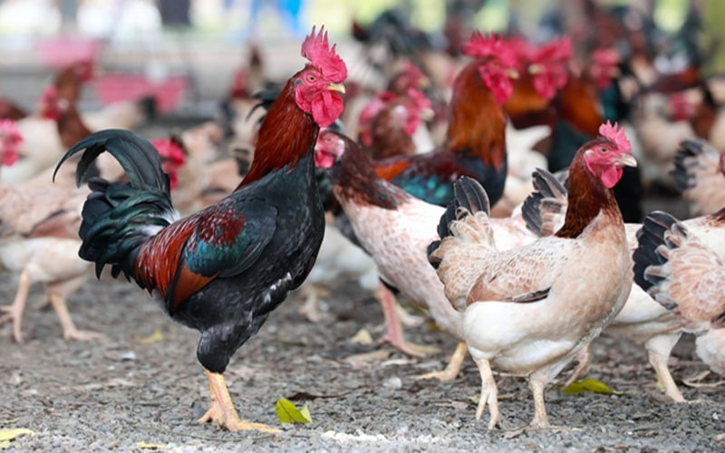 Đặc điểm nhận biết của gà mía sơn tây Đặc điểm nhận biết của gà mía sơn tây