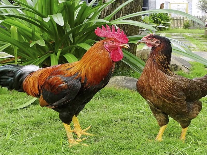 Giới thiệu về gà nòi lai ta Giới thiệu về gà nòi lai ta