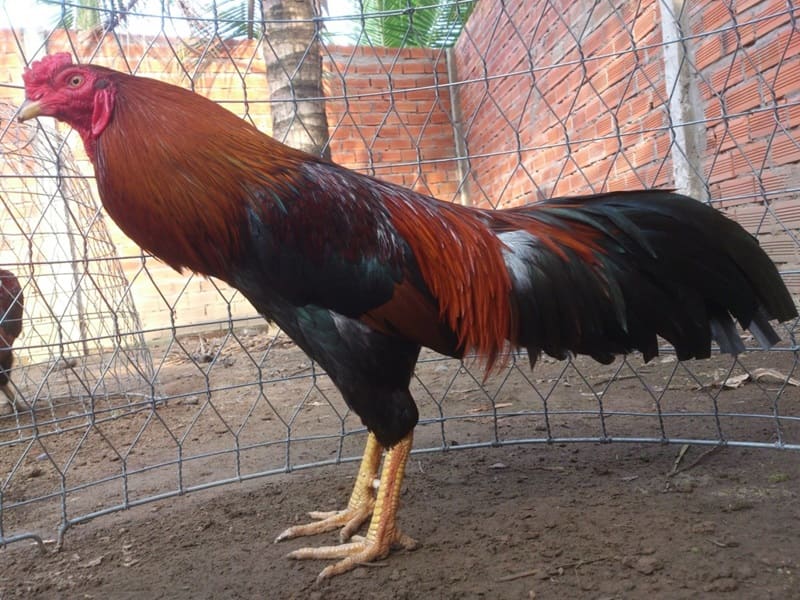 Giống gà lai trống Giống gà lai trống