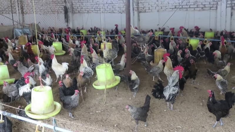gà ai cập 3 máu gà ai cập 3 máu