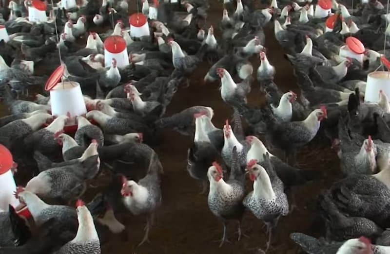 gà ai cập 3 máu gà ai cập 3 máu
