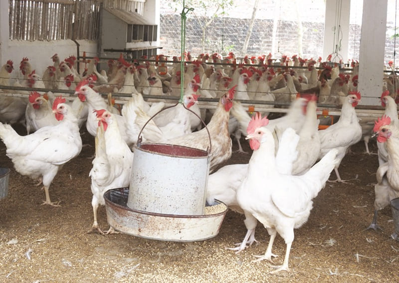 Gà Ai Cập lông trắng Gà Ai Cập lông trắng