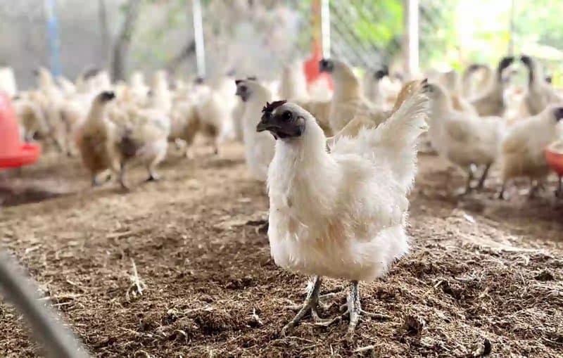Gà Ai Cập lông trắng Gà Ai Cập lông trắng