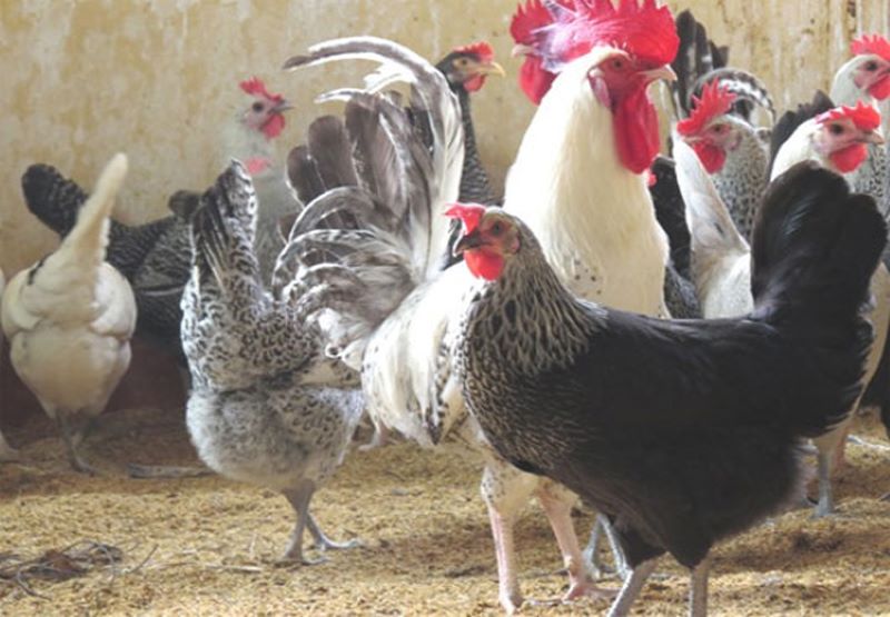 gà ai cập lông vằn đen gà ai cập lông vằn đen
