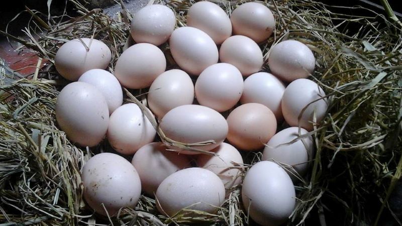 gà ai cập lông vằn đen gà ai cập lông vằn đen