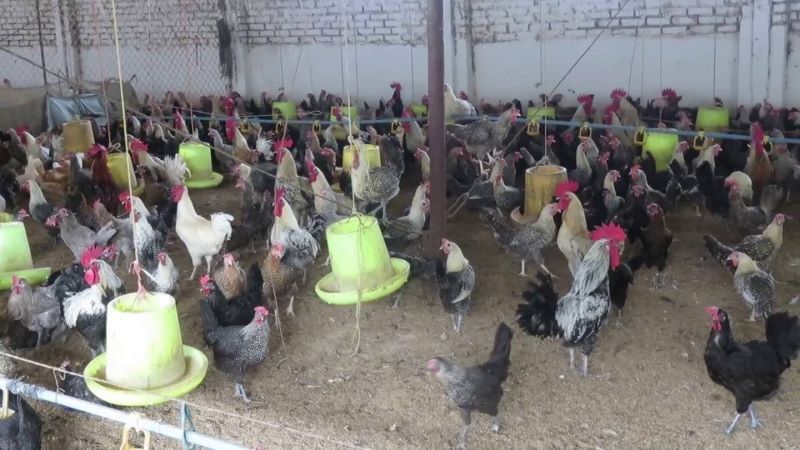 gà ai cập lông vằn đen gà ai cập lông vằn đen