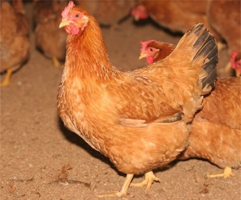 gà đỏ gà đỏ