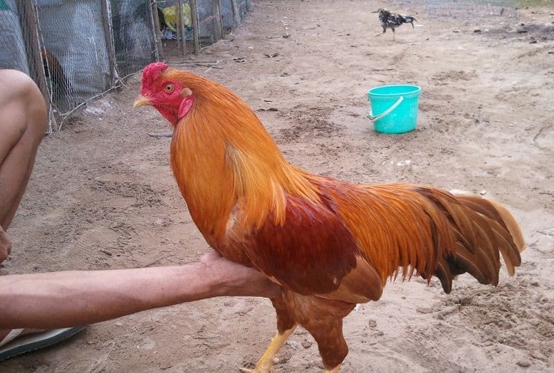 gà đỏ gà đỏ