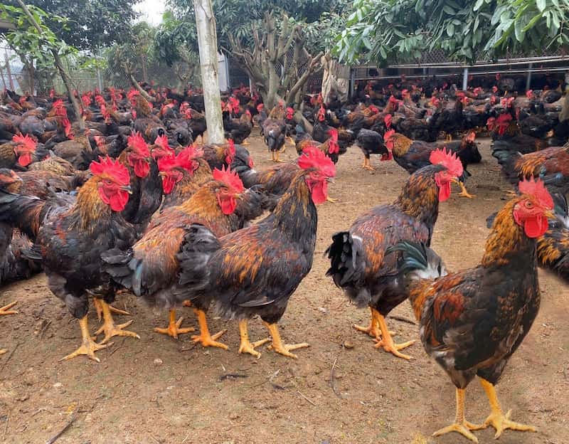 gà hồ lai Tìm hiểu về những ưu điểm nổi bật của gà Hồ lai