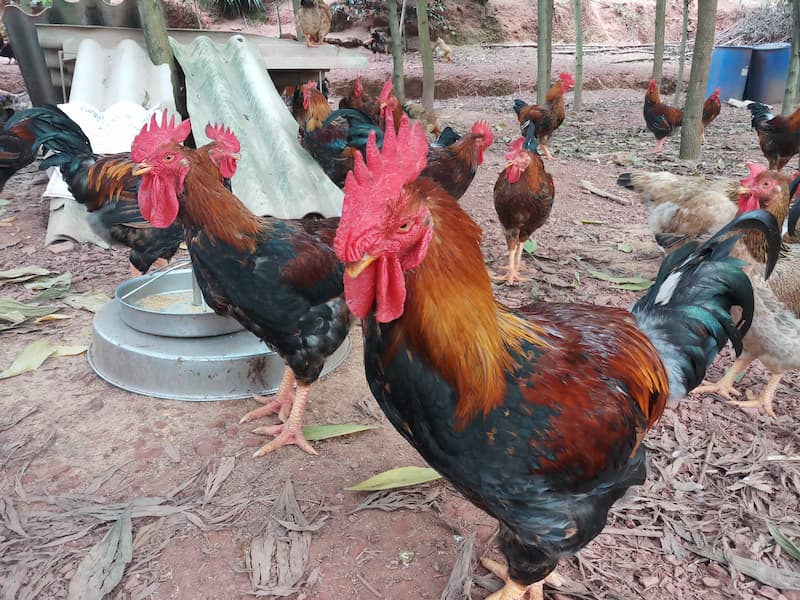 gà hồ lai Gà Hồ thuần chủng