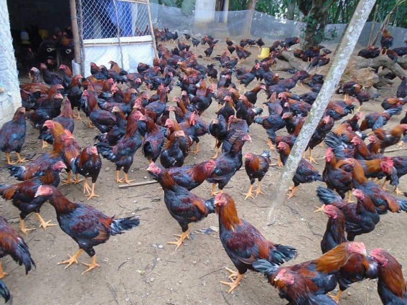 gà lai chọi 3 máu gà lai chọi 3 máu