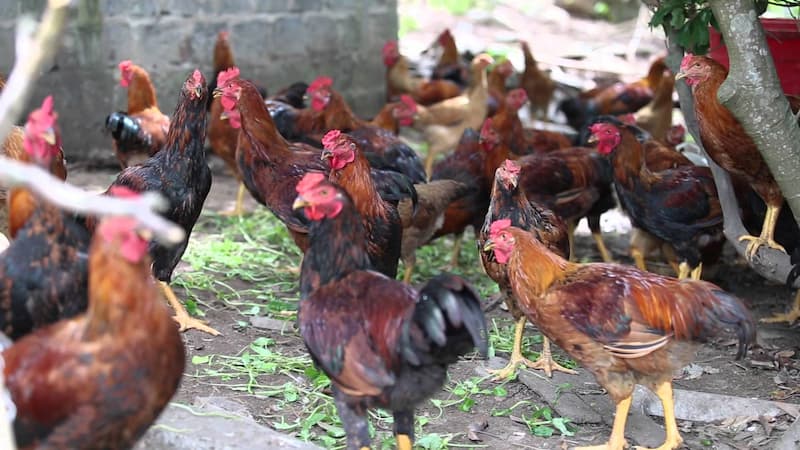 gà lai chọi 3 máu