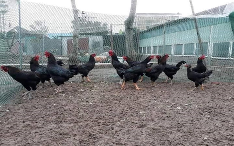 Thời gian và cách nuôi gà lai chọi đen Thời gian và cách nuôi gà lai chọi đen