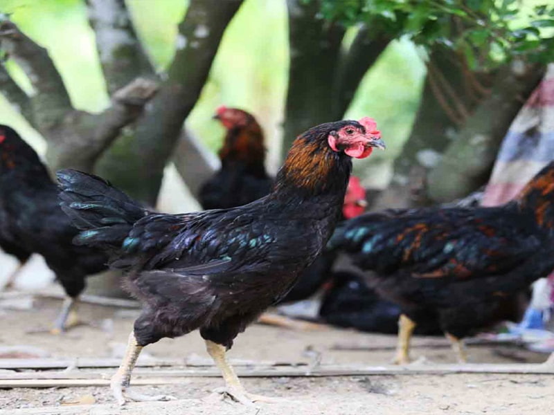 Lưu ý khi nuôi gà lai chọi đen Lưu ý khi nuôi gà lai chọi đen