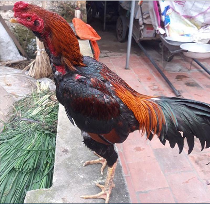 gà lai chọi tía gà lai chọi tía