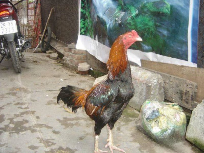 gà lai chọi tía gà lai chọi tía