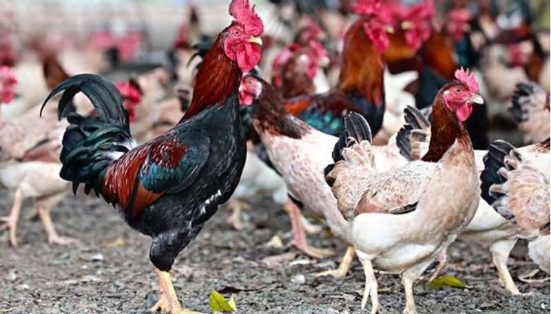 gà mía thuần gà mía thuần