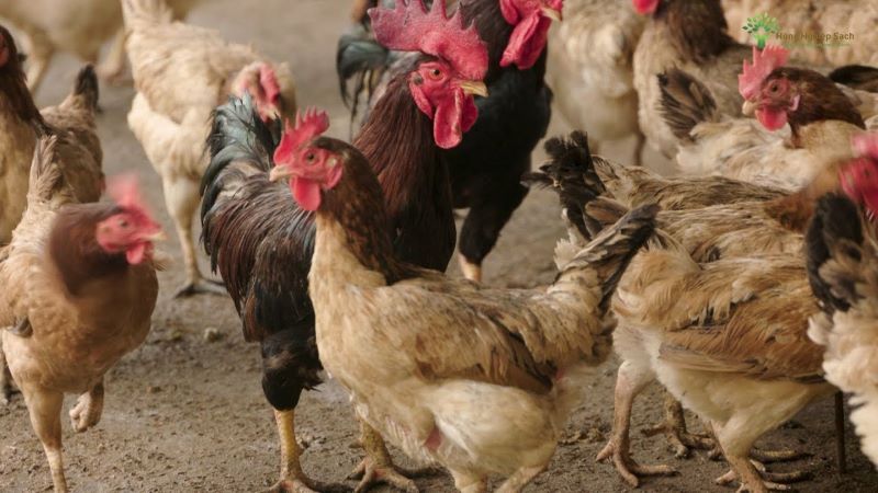 gà mía thuần gà mía thuần