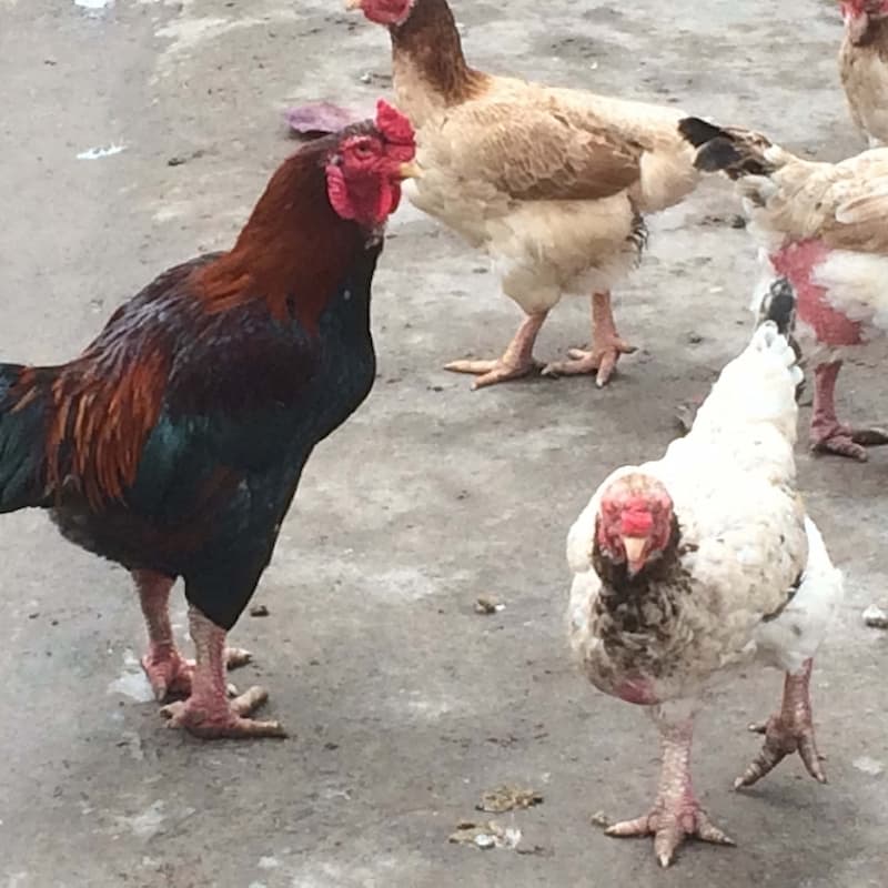 gà móng lai Tìm hiểu về chế độ dinh dưỡng