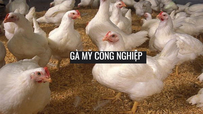 gà Mỹ công nghiệp Tiết kiệm lượng lớn chi phí chăn nuôi