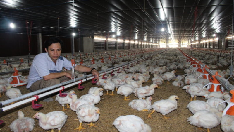gà Mỹ công nghiệp Chế độ ăn uống bổ sung cho gà dinh dưỡng hợp lý