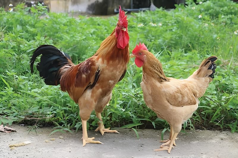 gà ri tía mận thuần chủng gà ri tía mận thuần chủng