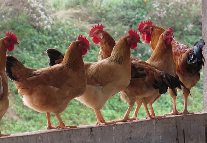 gà ri vàng rơm thuần gà ri vàng rơm thuần