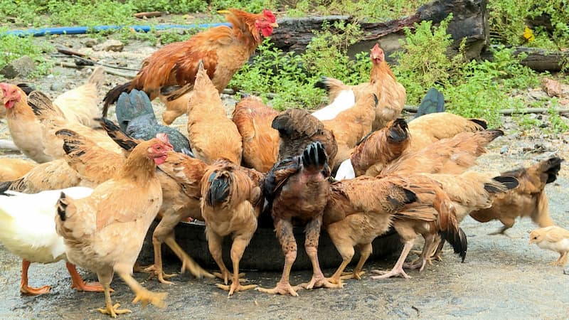 gà ri vàng rơm thuần gà ri vàng rơm thuần
