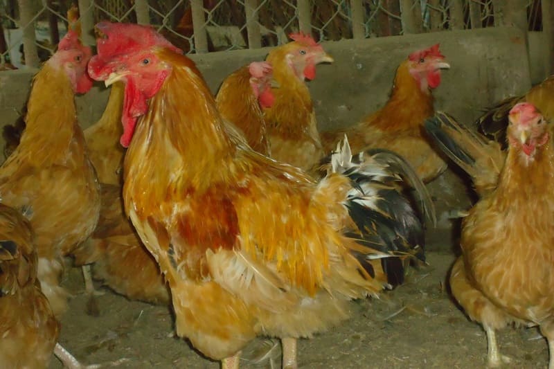 gà tàu vàng giống gà tàu vàng giống