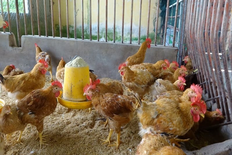 gà tàu vàng giống gà tàu vàng giống